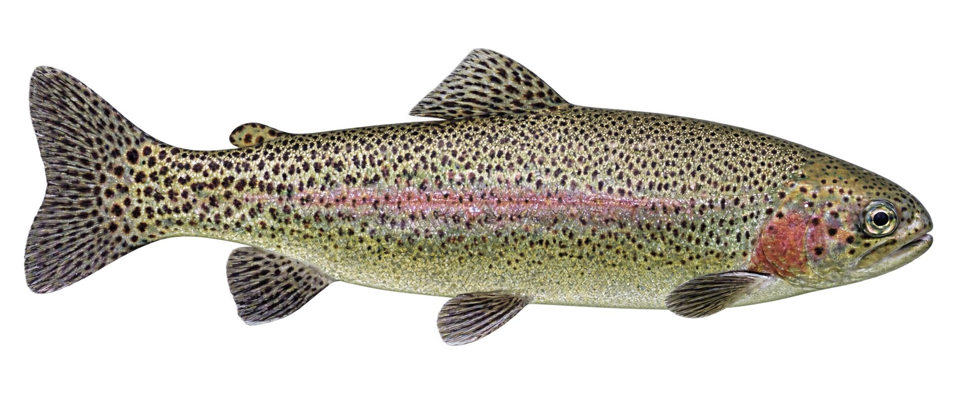 Kalifornijska pastrmka