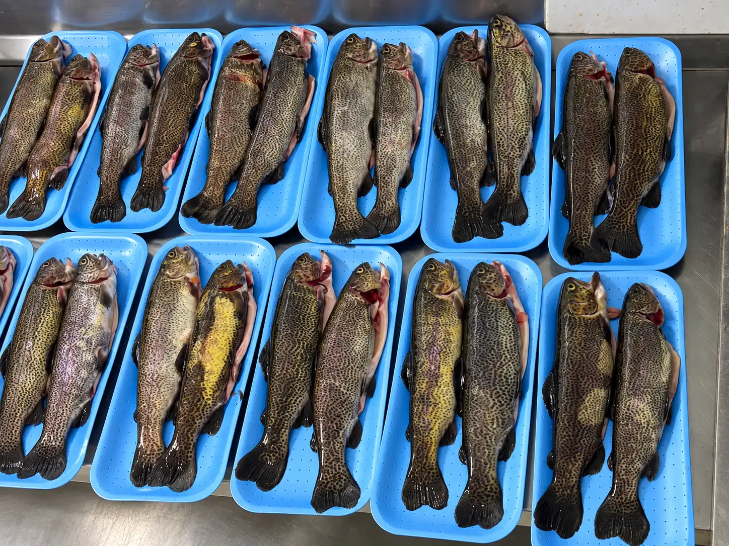 Pastrmke složene na podloške, pripremljene za pakovanje